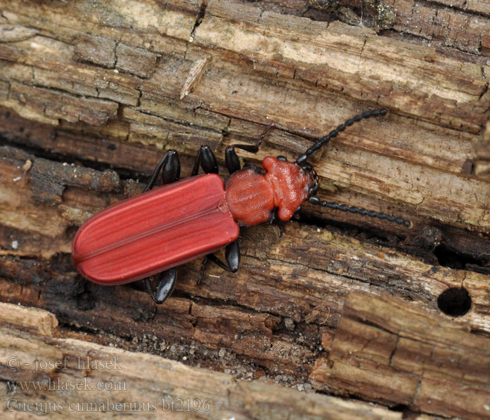 Cucujus cinnaberinus Plocháč červený