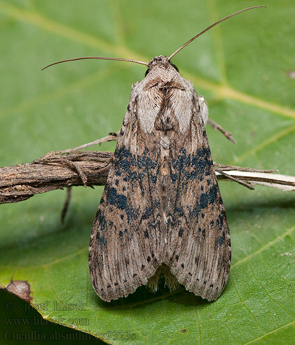 Cucullia absinthii Kukléřka pelyňková Beifuß-Mönch