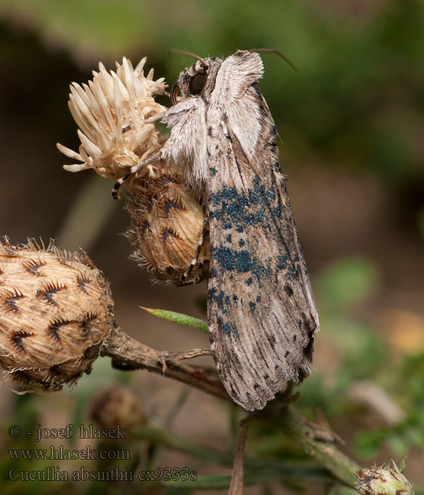 Cucullia absinthii Wormwood Mora vermutová