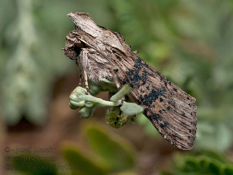 Wormwood Mora vermutová Cucullia absinthii