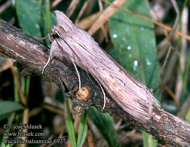 Cucullia balsamitae 6927