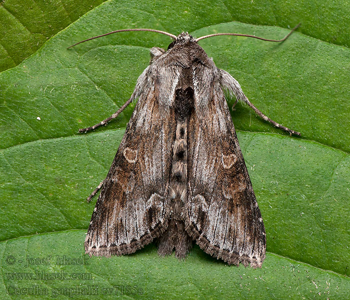 Cucullia gnaphalii Kukléřka celíková Goldruten-Mönch Cudweed