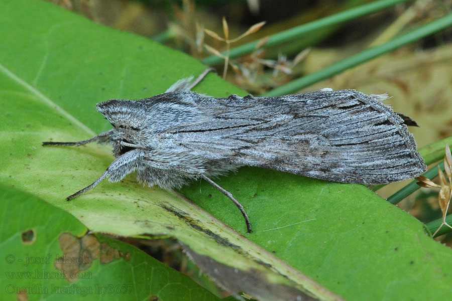 Ljusskyggt kapuschongfly Svevehettefly Cucullia lucifuga