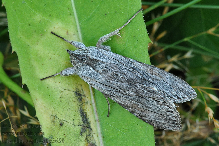 Kräuter-Mönch Mora mrkvová Cucullia lucifuga