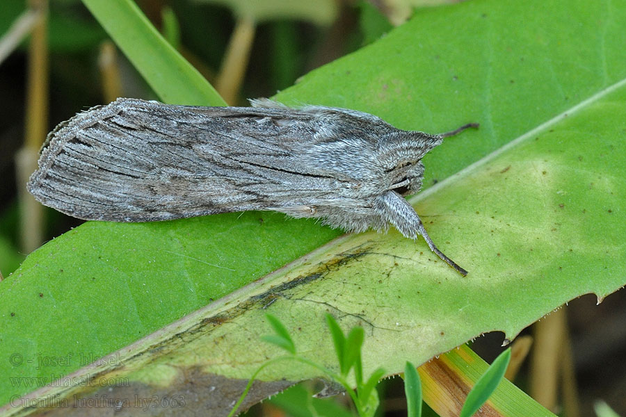 Kukléřka mrkvová Cucullia lucifuga