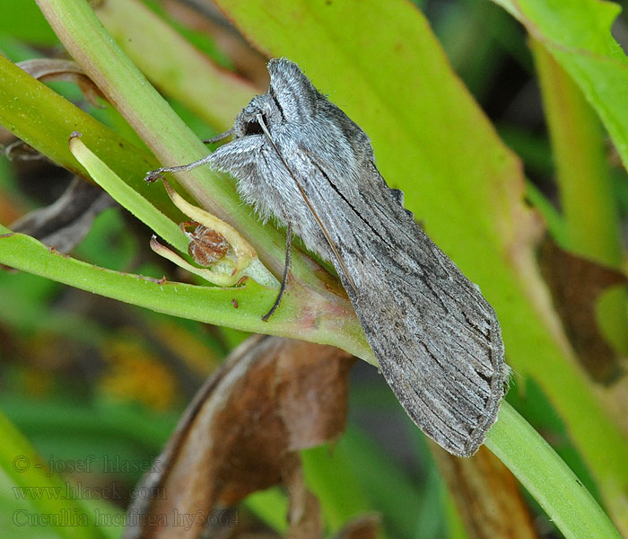 Cucullia lucifuga Mora mrkvová Ljusskyggt kapuschongfly Svevehettefly