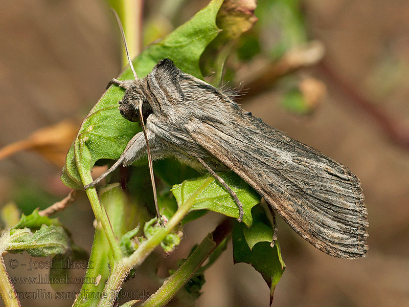 Cucullia santolinae