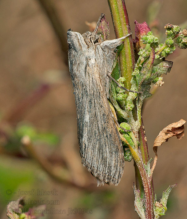 Cucullia santolinae