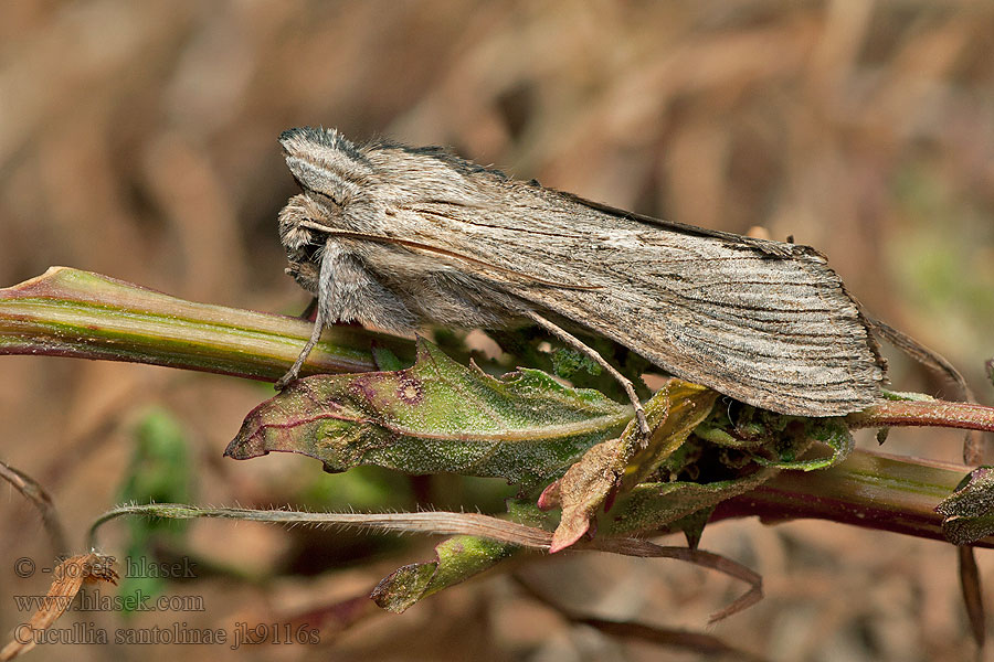 Cucullia santolinae