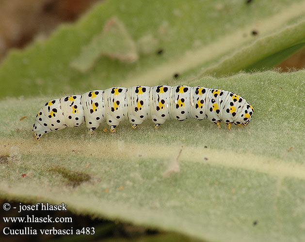 Kukléřka diviznová Kapturnica dziewannówka Kungsljuskapuschongfly Kuifvlinder Капюшонница коровяковая Cucullia verbasci Mullein Chenille Cucullia Breche Ökörfarkkóró-csuklyásbagoly Königskerzenmönchs Koenigskerzen-Moench Mora divozelová