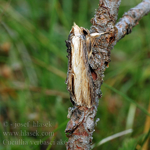 Mullein Chenille Cucullia Breche Ökörfarkkóró-csuklyásbagoly Königskerzenmönchs Koenigskerzen-Moench Mora divozelová Kukléřka diviznová Kapturnica dziewannówka Kungsljuskapuschongfly Kuifvlinder Капюшонница коровяковая Cucullia verbasci