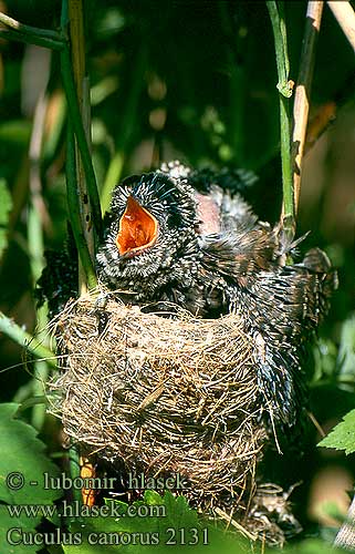 Cuculus canorus Cuckoo Kuckuck Coucou gris Cuco Europeo