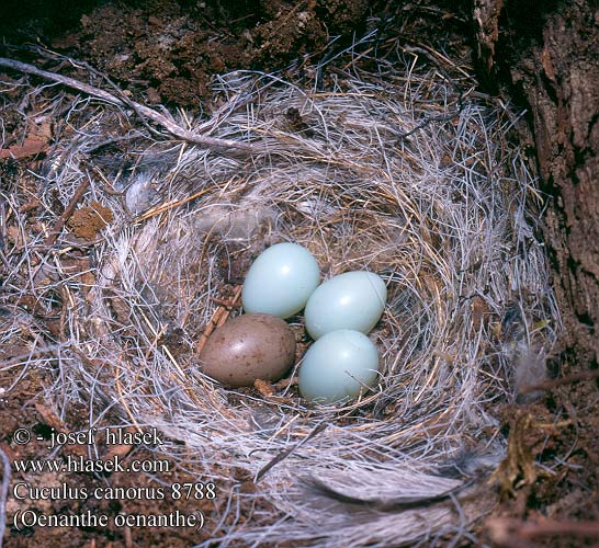 birds eggs nests Cuculus canorus Cuckoo Kuckuck Coucou gris