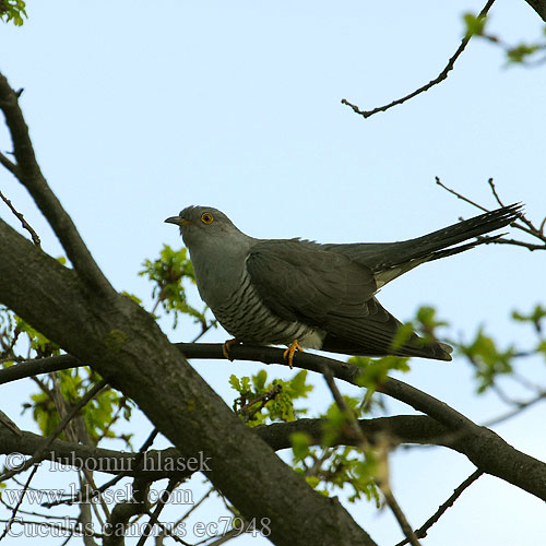 Cuculus canorus ec7948