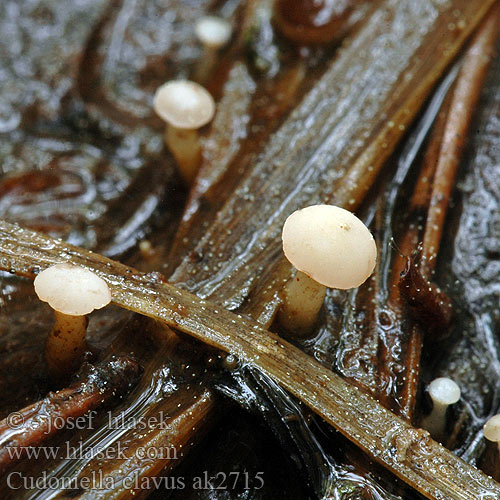 Cudoniella clavus Vodnička potoční Vodnička obyčajná Waterknoopje Spring Pin Stor dyndskive Uppotatikka Wasserkreisling Vassklubbe Bäckspik