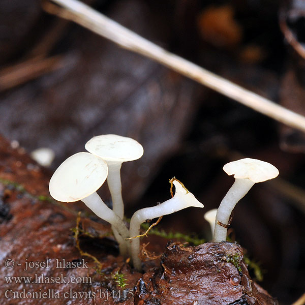 Cudoniella_clavus_bj4415