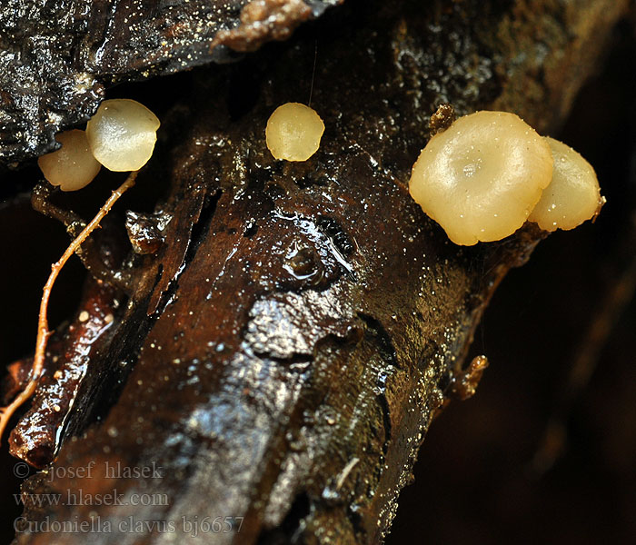 Spring Pin Stor dyndskive Uppotatikka Wasserkreisling Vassklubbe Bäckspik Cudoniella clavus Ciboria uliginosa Vodnička potoční Vodnička obyčajná Waterknoopje