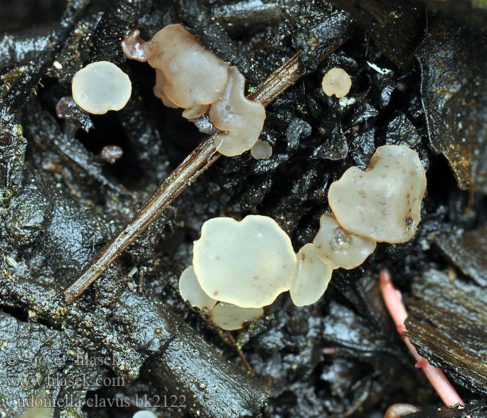 Cudoniella clavus Ciboria uliginosa Vodnička potoční Vodnička obyčajná Waterknoopje Spring Pin Stor dyndskive Uppotatikka Wasserkreisling Vassklubbe Bäckspik