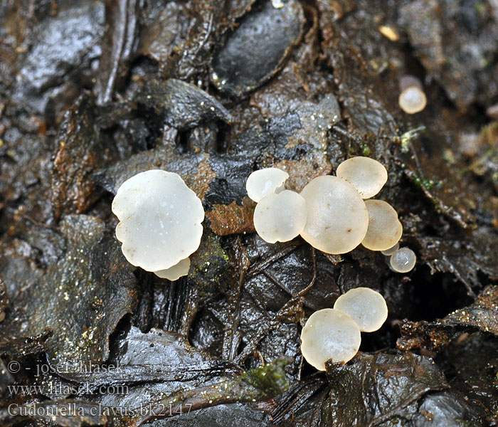 Cudoniella_clavus_bk2147