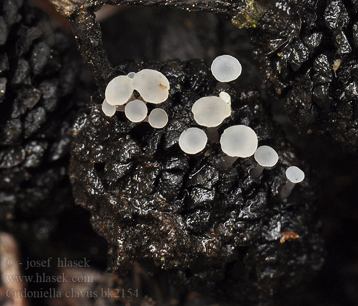 Cudoniella_clavus_bk2154