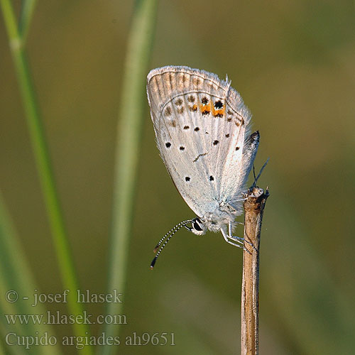 Cupido argiades Short-tailed Blue Azuré trefle Ékes boglárka