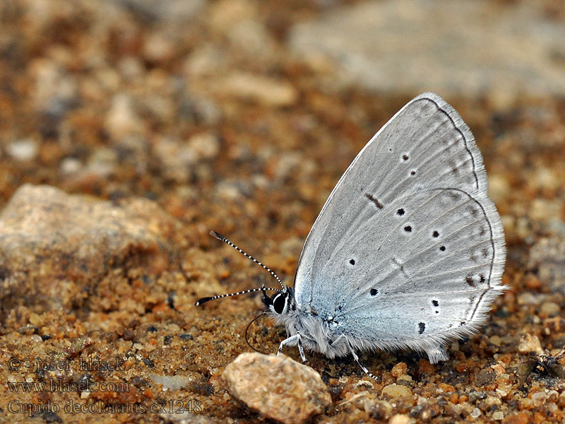 Cupido decoloratus Modráčik lucernový Modrásek tolicový Everes