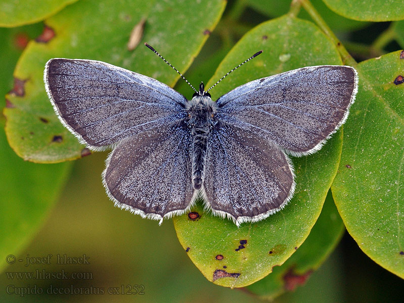 Modrásek tolicový Cupido decoloratus