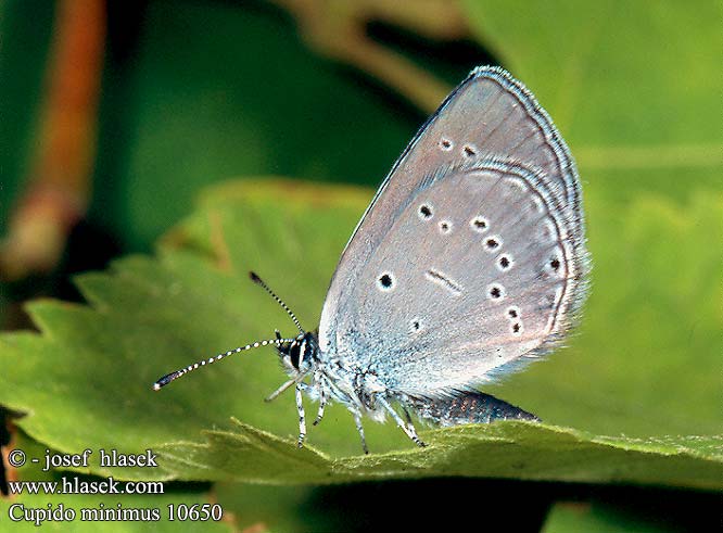 Cupido minimus Little Blue L'argus frêle Törpeboglárka