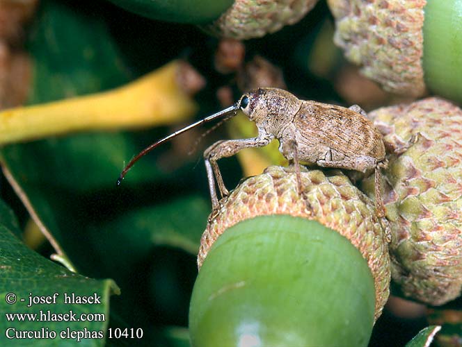 Curculio elephas 10410