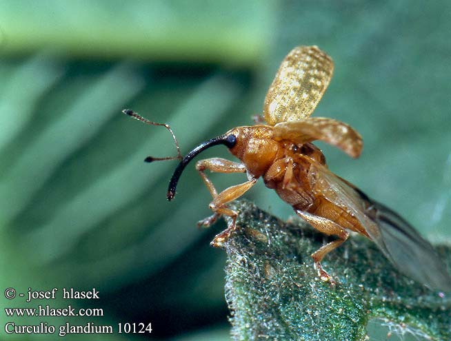 Curculio glandium 10124