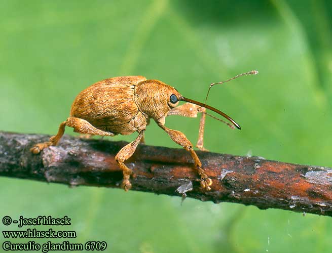 Curculio glandium