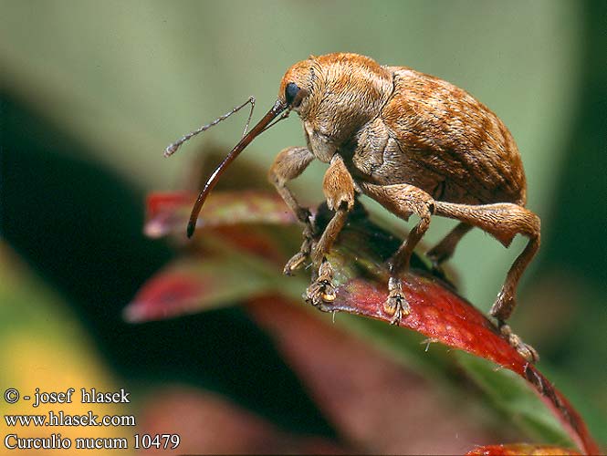 Curculio nucum Nosatec lískový Haselnussbohrer Mogyoróormányos