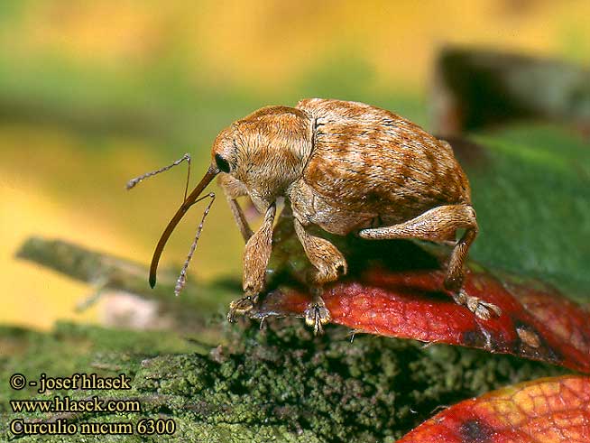 Curculio nucum Słonik orzechowiec Плодожил ореховый Nut weevil