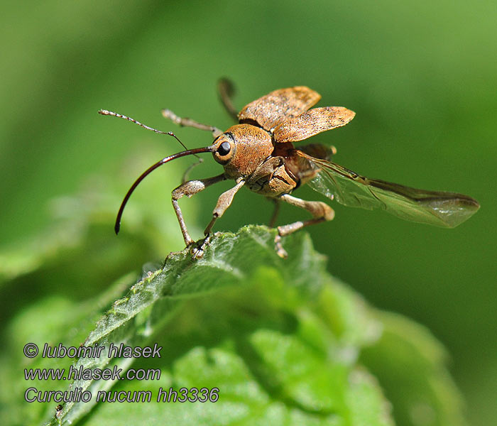 Curculio nucum Gorgojo nuez Balanino nocciola Fındık Kurdu