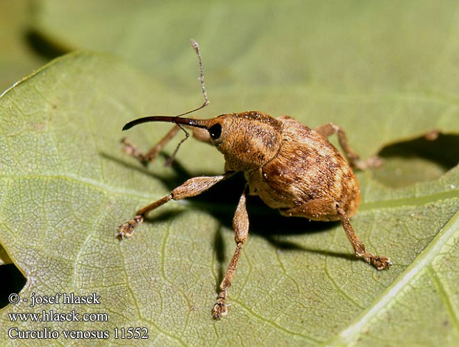 Curculio venosus Nosatec dubový žaludový Adern-Eichelbohrer