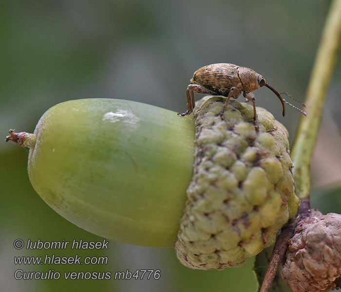 Nosatec dubový žaludový Adern-Eichelbohrer Curculio venosus