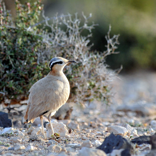 Cursorius cursor Renvogel Ørkenløper Behavec plavý