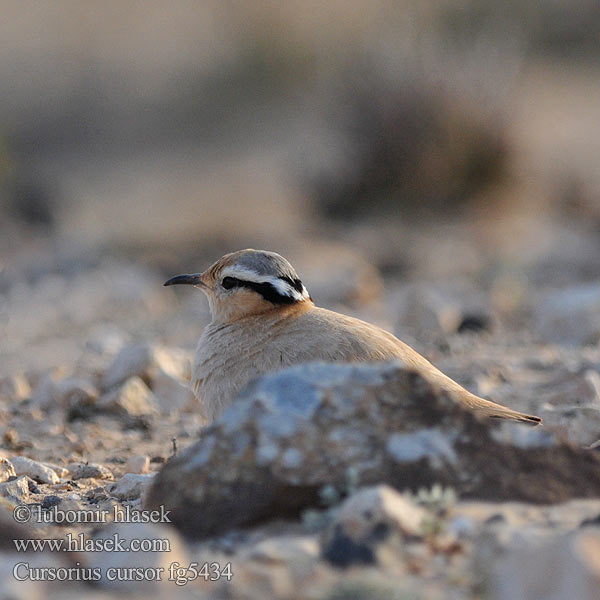 Cursorius cursor Cream-colored Courser