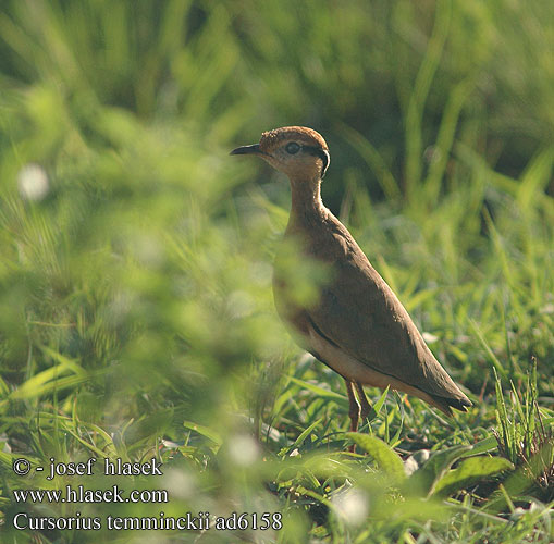 Cursorius temminckii Temminck's Courser Sortøret Ørkenløber Pikkuaavikkojuoksija Courvite Temminck Temmincks renvogel Corridore Temminck Temminckrennvogel Raczak maly Běhulík černokřídlý Corredor etíopico Trekdrawwertjie