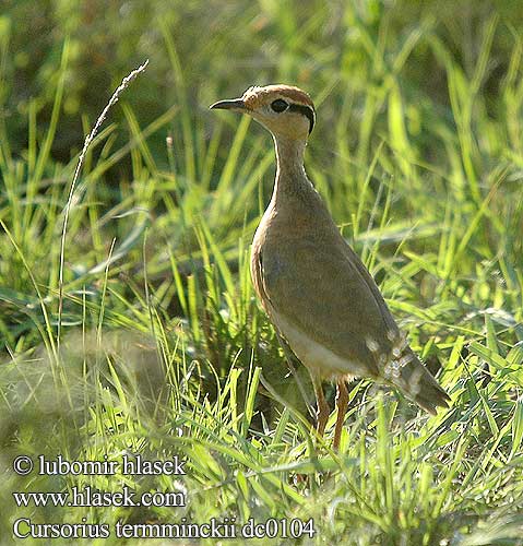 Corridore Temminck Temminckrennvogel Raczak maly Běhulík černokřídlý Corredor etíopico Trekdrawwertjie Cursorius temminckii Temminck's Courser Sortøret Ørkenløber Pikkuaavikkojuoksija Courvite Temminck Temmincks renvogel