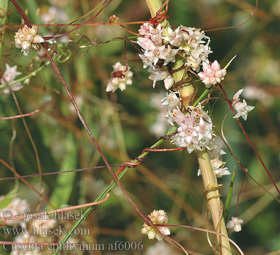 Cuscuta epithymum trifolii Clover dodder weed Lyng-silke Apilanvieras