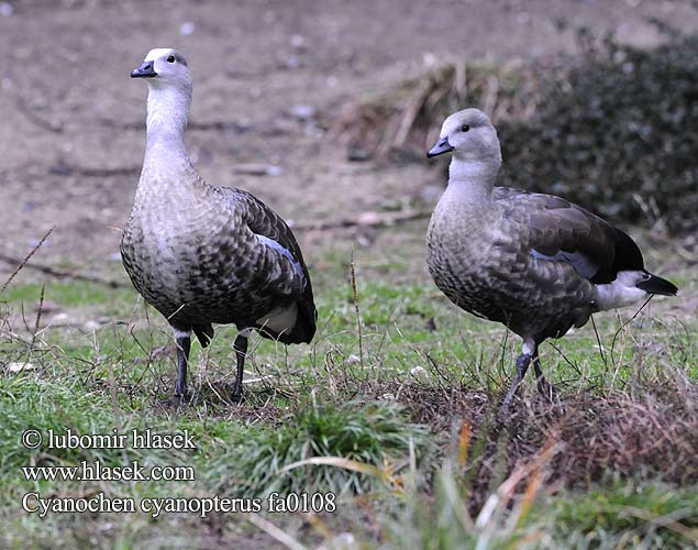 Cyanochen cyanopterus Blue-winged Goose Husice modrokřídlá Blauflügelgans Blåvinget Gås Ganso Aliazul Etiopianhansu Neegushani Ouette ailes Bernache Oca aliceleste ברווז כחול כנף  アオバコバシガン Blauwvleugel gans Etiopka Голубокрылый Гусь Blåvingegås Húska modrokrídla