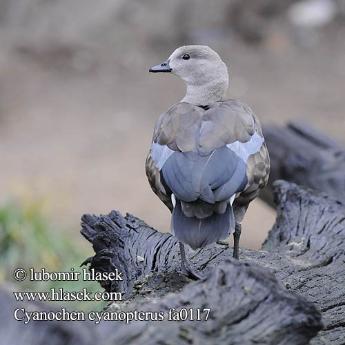 Ouette ailes Bernache Oca aliceleste ברווז כחול כנף  アオバコバシガン Blauwvleugel gans Etiopka Голубокрылый Гусь Blåvingegås Húska modrokrídla Cyanochen cyanopterus Blue-winged Goose Husice modrokřídlá Blauflügelgans Blåvinget Gås Ganso Aliazul Etiopianhansu Neegushani