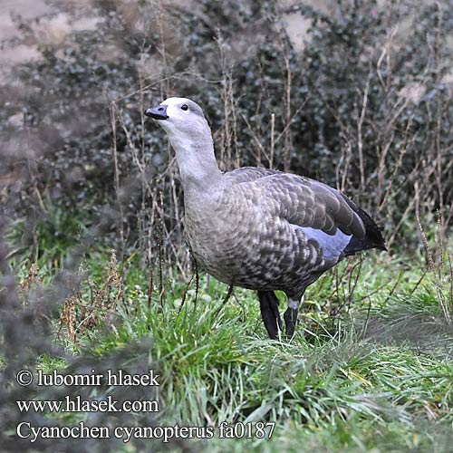 アオバコバシガン Blauwvleugel gans Etiopka Голубокрылый Гусь Blåvingegås Húska modrokrídla Cyanochen cyanopterus Blue-winged Goose Husice modrokřídlá Blauflügelgans Blåvinget Gås Ganso Aliazul Etiopianhansu Neegushani Ouette ailes Bernache Oca aliceleste ברווז כחול כנף