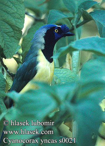 Cyanocorax yncas Green Jay Sojka zelenavá Grünhäher Grøn