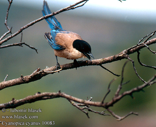 Cyanopica cooki cyana cyanus Iberian Azure-winged Magpie Spanish Blauelster Pie bleue ibérique Rabilargo Ibérico Straka iberská Pega-azul Blaskade Blauwe Ekster Gazza aliazzurre Siniharakka Blaskata Blaskjare 灰喜鵲 Голубая сорока オナガ  물까마귀 Modrana strakovit