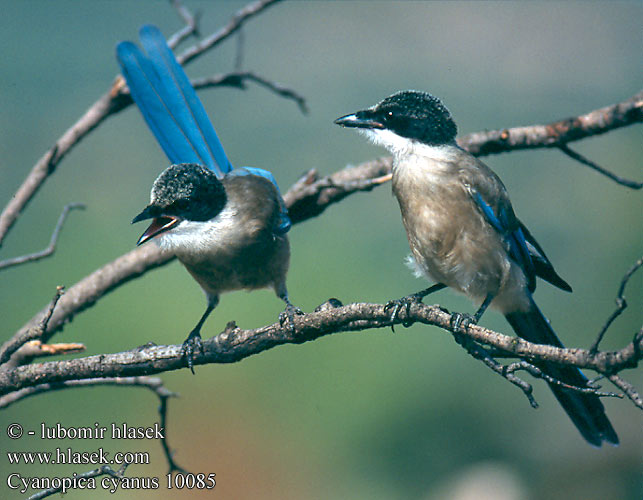 Cyanopica cooki 10085