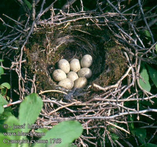 birds eggs nests Cyanopica cyanus cyana Asian Azure-winged Magpie