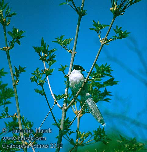 Cyanopica cyana cyanus Azure-winged Magpie Blauelster