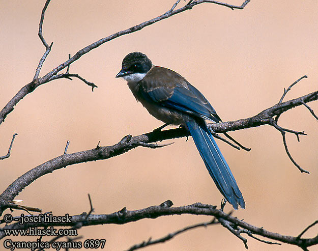 Голубая сорока オナガ  물까마귀 Modrana strakovitá Cyanopica cooki cyana cyanus Iberian Azure-winged Magpie Spanish Blauelster Pie bleue ibérique Rabilargo Ibérico Straka iberská modrá Pega-azul Blaskade Blauwe Ekster Gazza aliazzurre Siniharakka Blaskata Blaskjare 灰喜鵲